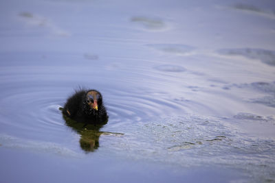 High angle view of bird swimming in lake