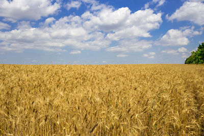 Scenic view of wheat field against sky