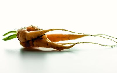 Close-up of bread against white background
