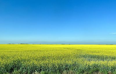 Vast canola oil fields in saskatchewan canada
