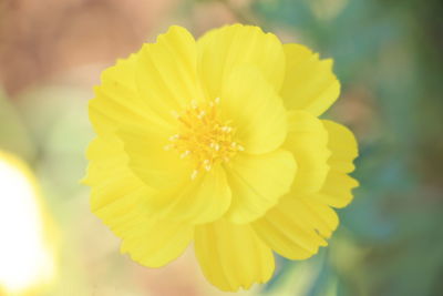 Close-up of yellow flowering plant