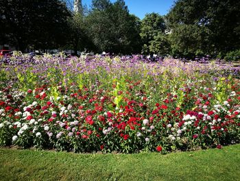 Pink flowering plants and trees on field