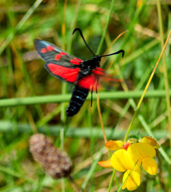 Close-up of insect on red flower