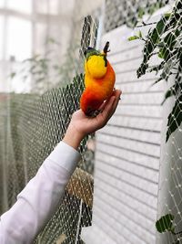 Person holding a bird perching on hand