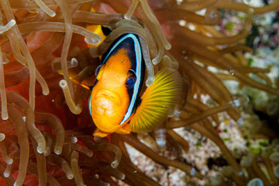 Close-up of  clown fish looking the camera.