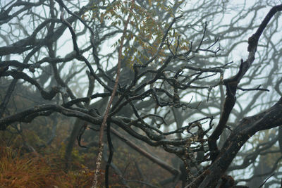 Low angle view of bare trees in forest