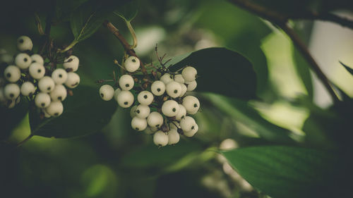 Close-up of fruits growing on tree