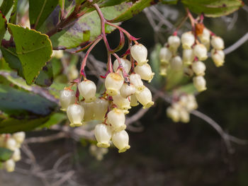 Close-up of cherry blossoms on branch