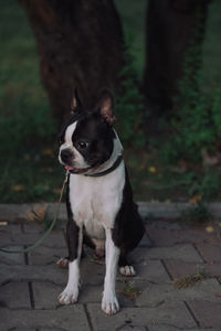 pet