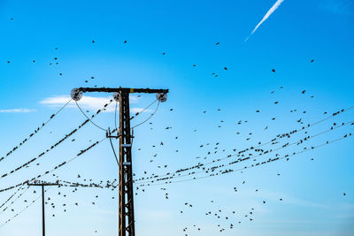 Low angle view of birds perching on electricity pylon against blue sky