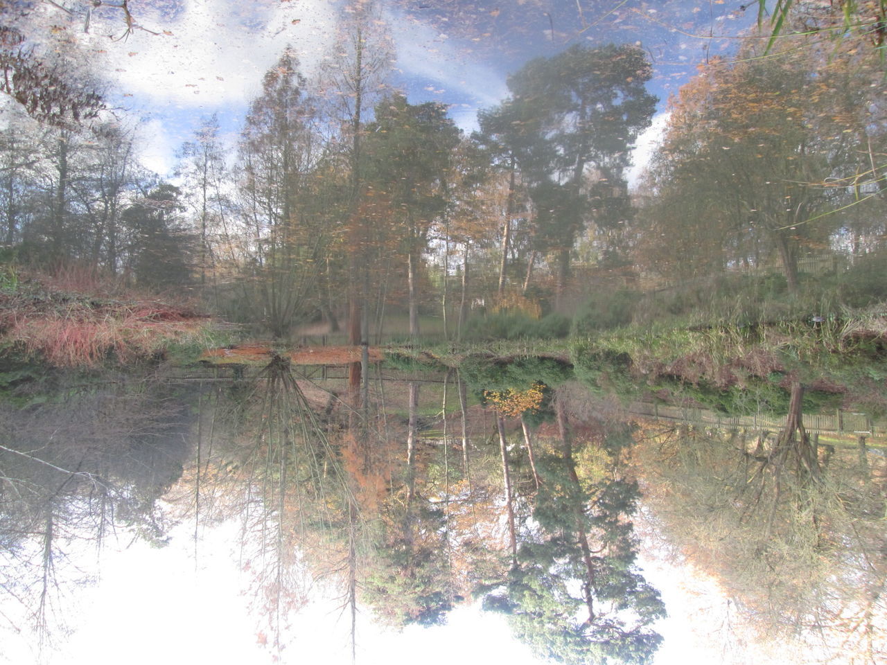 REFLECTION OF TREES IN WATER