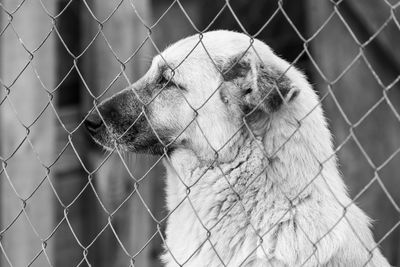 Close-up of chainlink fence in cage