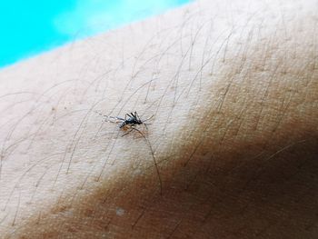 Close-up of insect on hand