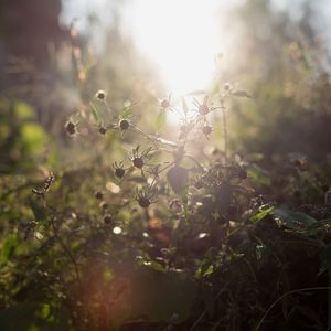 Sunlight streaming through plants
