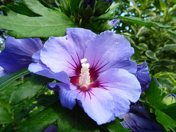 Close-up of purple flower