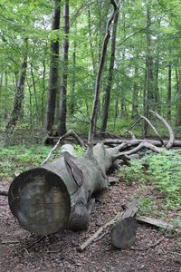 View of tree trunks in forest