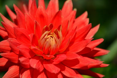 Close-up of red flower