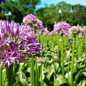 Close-up of purple flowers blooming on field