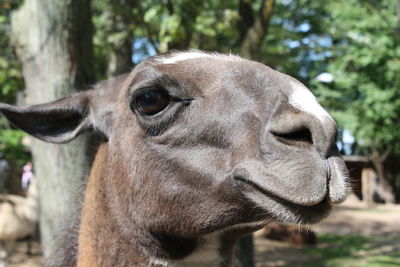 Close-up portrait of horse