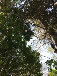 Low angle view of trees in forest