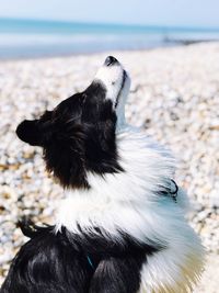 Close-up of a dog at beach