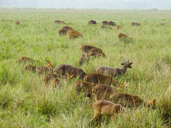 Sheep grazing in a field