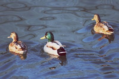 High angle view of ducks swimming in lake