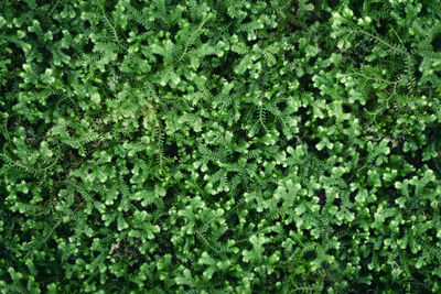 Full frame shot of plants