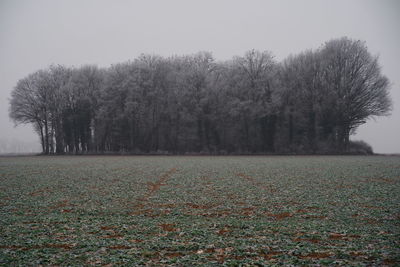 Trees on field against sky