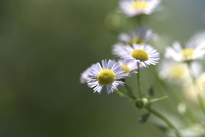 Close-up of white flowering plants