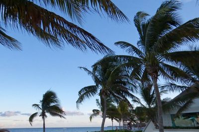 Palm trees on beach