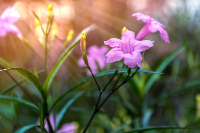 Close-up of purple flowers blooming outdoors