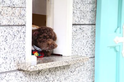 Dog looking at window