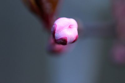 Close-up of pink rose flower