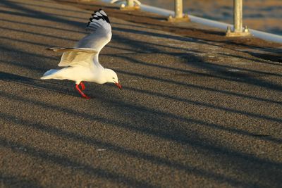 Seagull flying over white background