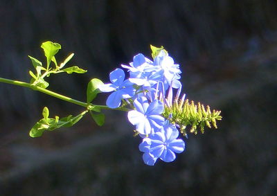 Close-up of flowers against blurred background