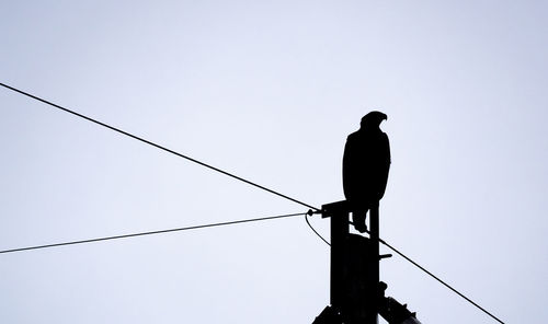 Low angle view of silhouette bird perching on cable against sky