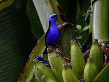 Close-up of green leaves