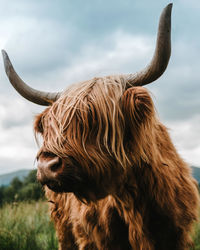Close-up of highland cattle on field against sky