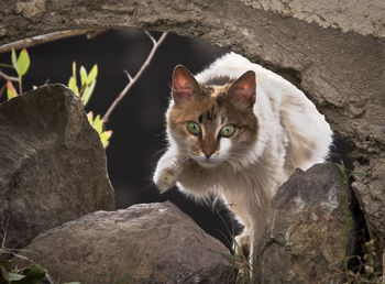 Portrait of cat on rock