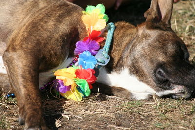 Close-up of a dog on field