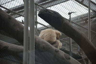 View of monkey in cage