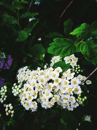 Close-up of white flowers