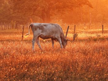 Side view of deer on field