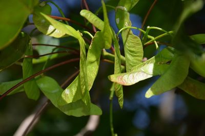 Close-up of fresh green plant