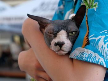 A sphinx cat is in the hands of the owner. gray and white, one eye squinted. muzzle close-up.