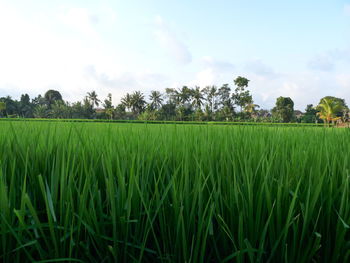 Scenic view of rice field against sky