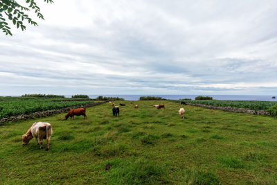 Sheep grazing in a field