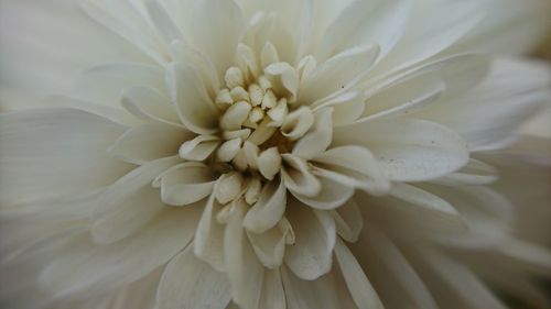 Close-up of white dahlia