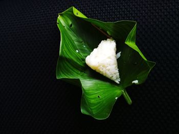 High angle view of green leaves on black background